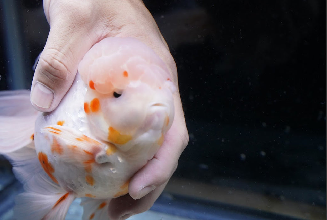 Tricolor Oranda 7” #45-01