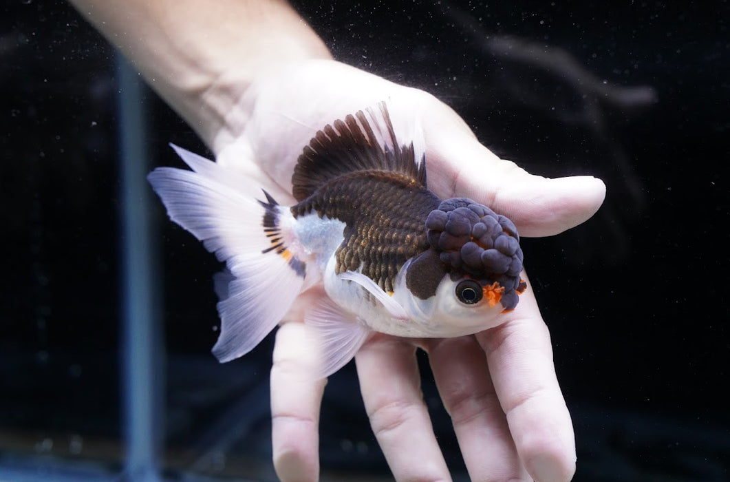 Tricolor Oranda 3.5”-4” #43-06