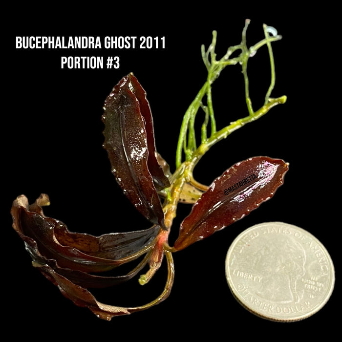 Bucephalandra Ghost 2011 (Locally Grown Submerged) #3