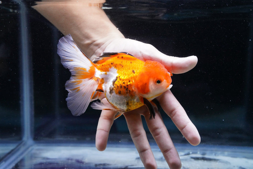 Tricolor Oranda 4”-5” #180-06