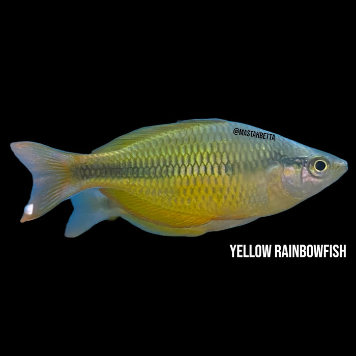 Yellow Rainbowfish