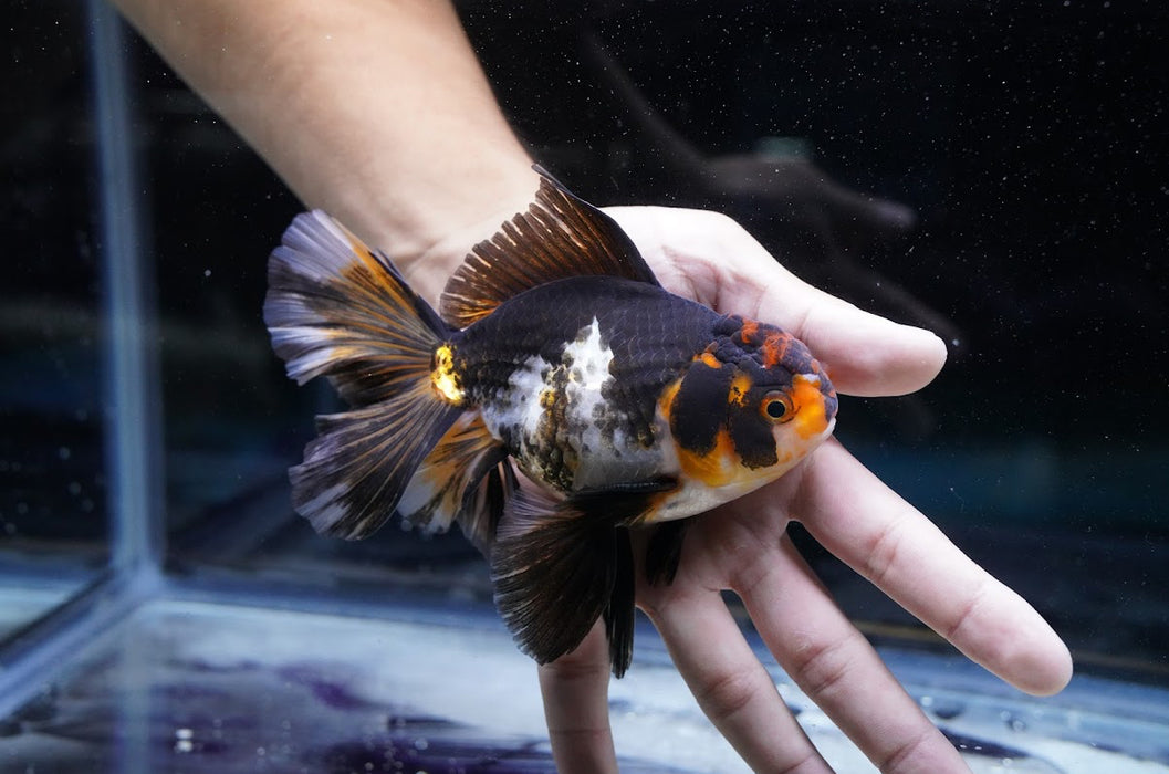 Tricolor Oranda 4”-5” #180-18