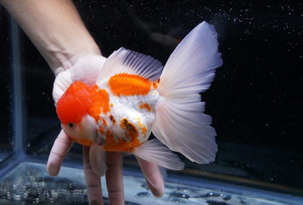 Tricolor Oranda 7” #45-03
