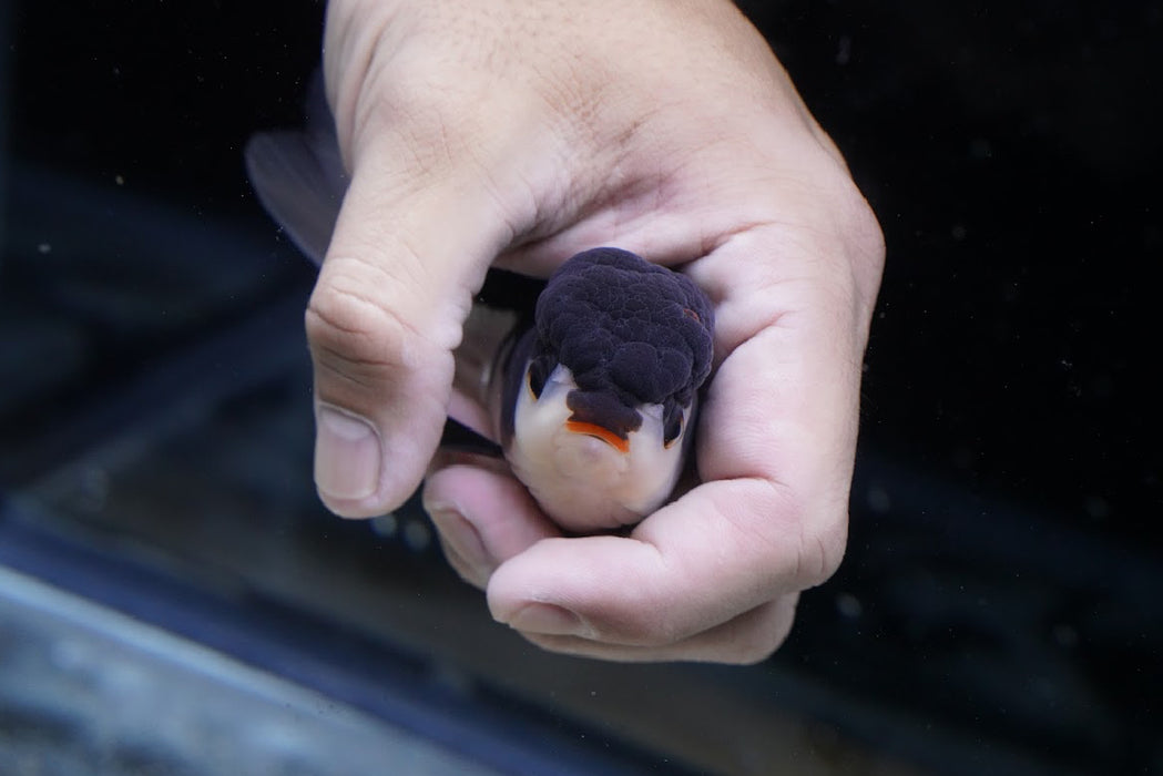 Tricolor Oranda (Bad Fin) 3.5”-4” #43-09