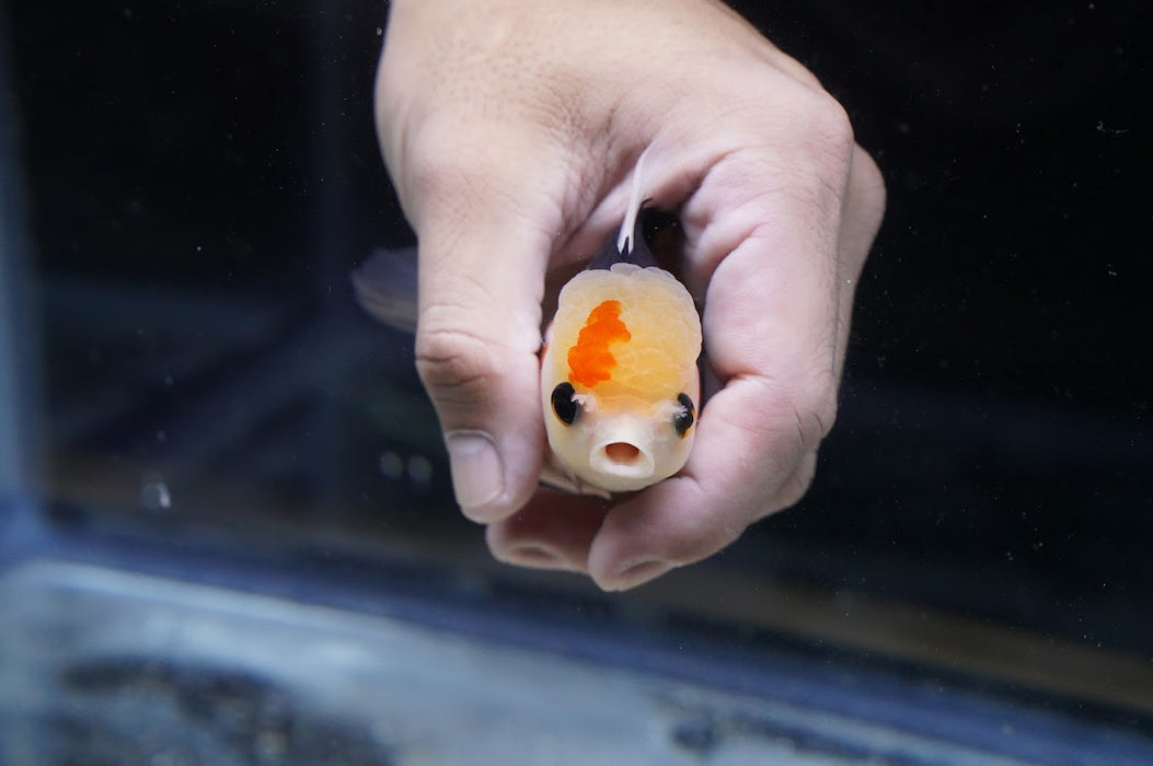 Tricolor Oranda 3.5”-4” #43-03