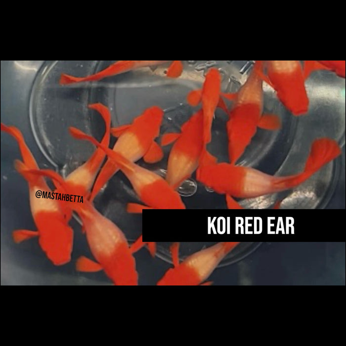 Koi Red Ear Guppy