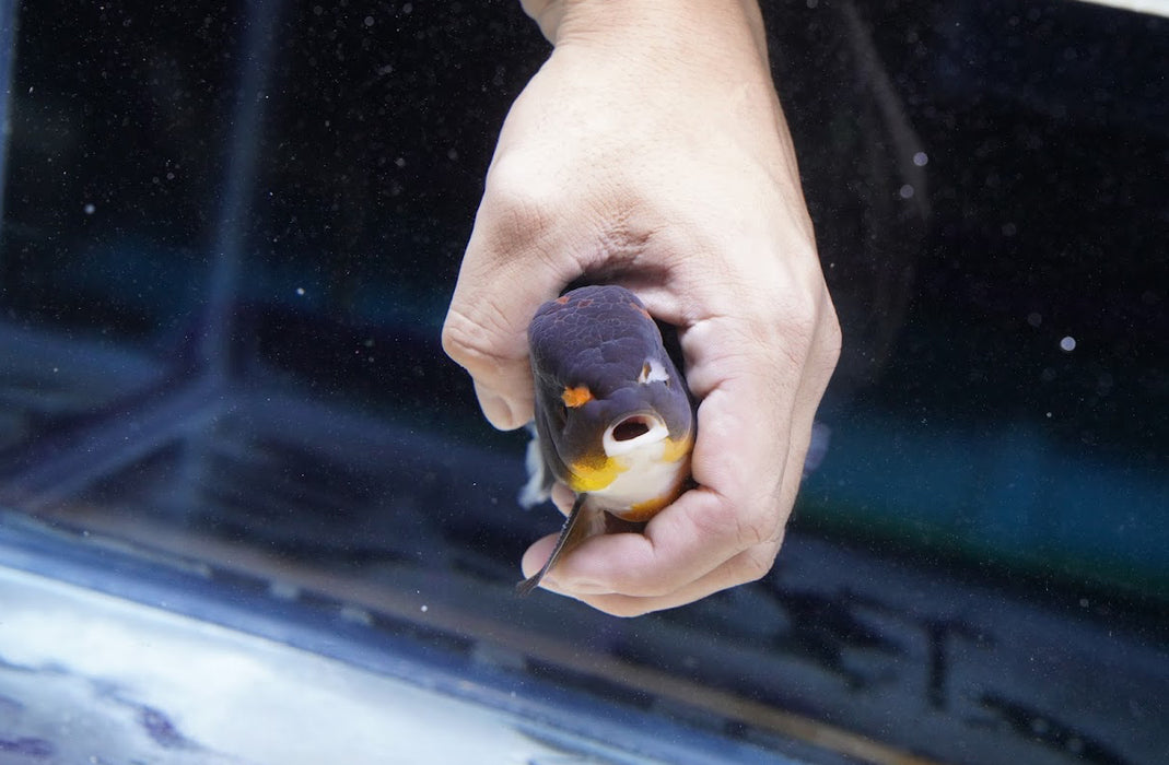 Tricolor Oranda 4”-5” #180-13