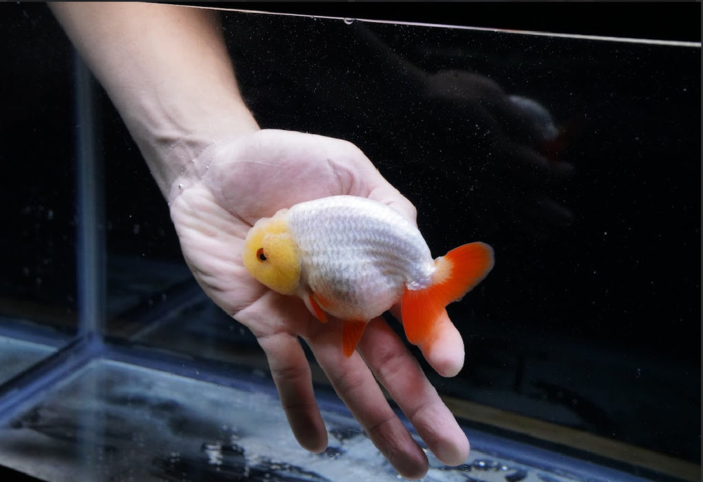 Red/White Ranchu 3.5”-4” #46-05