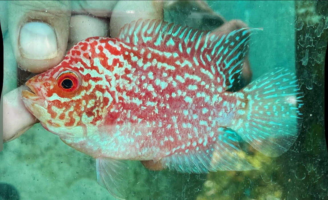 Golden Base Flowerhorn