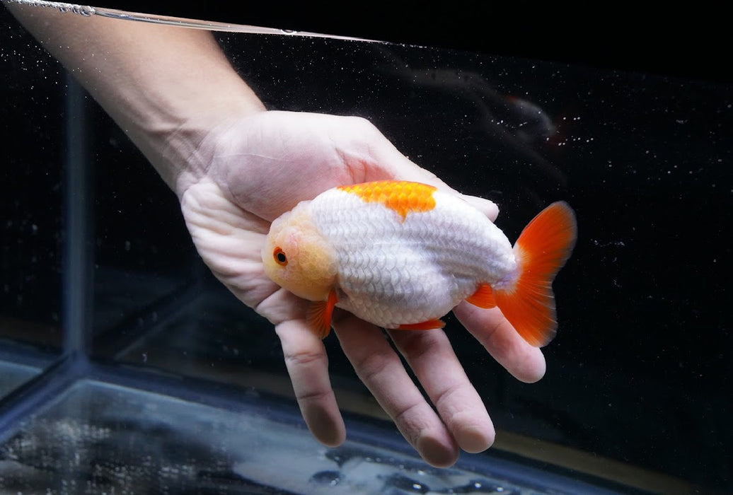 Red/White Ranchu 3.5”-4” #46-04