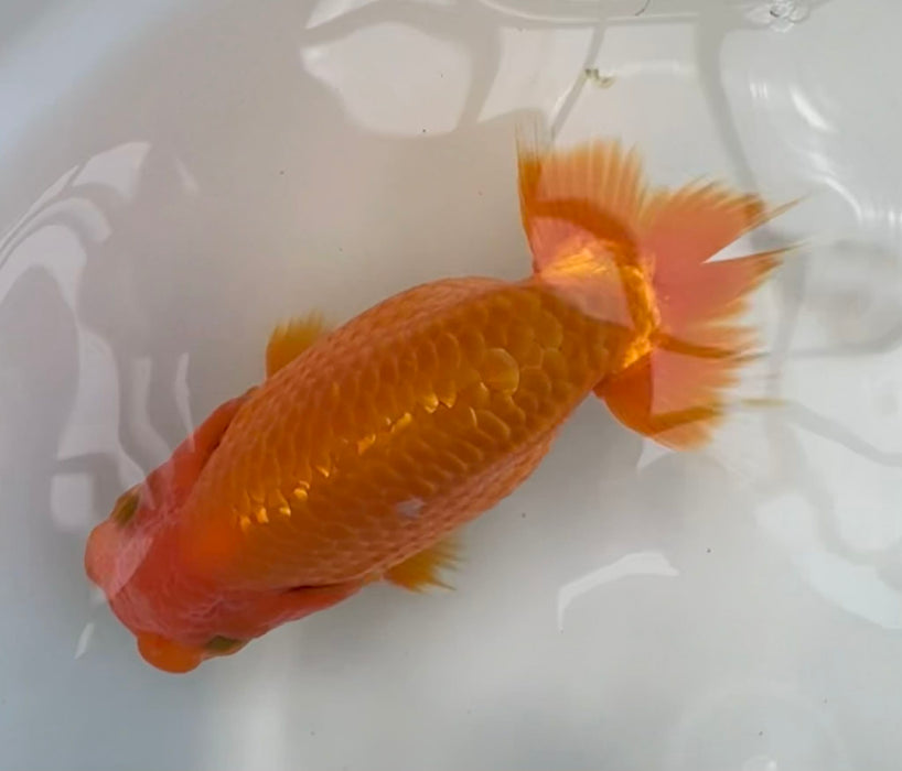 Top View Japanese Ranchu #3