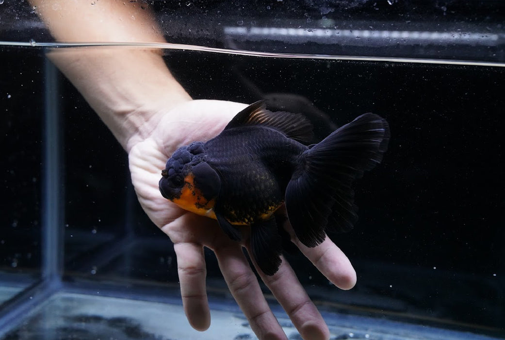 Black/Orange Oranda 4”-5” #125-04