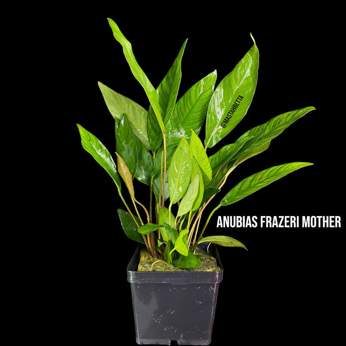 Anubias Frazeri Mother Pot