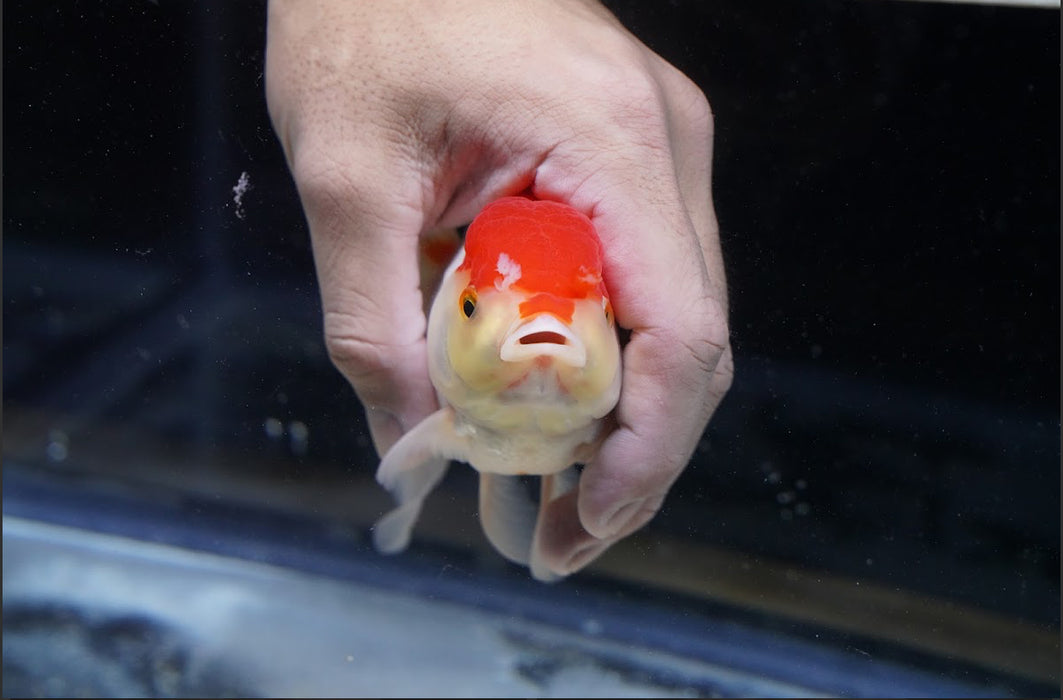 Red/White Oranda 4”-5” #125-16