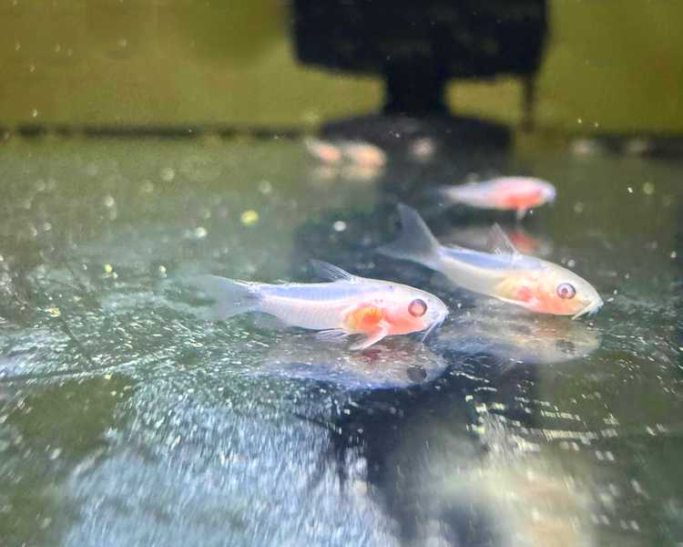 Albino Pygmy Corydoras