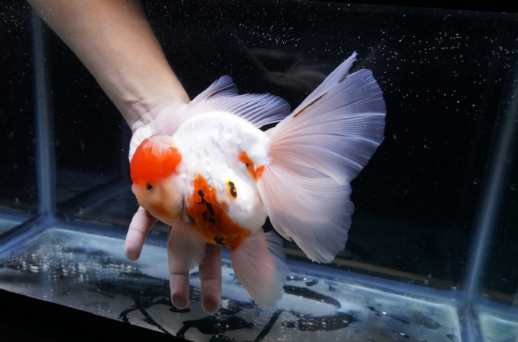 Tricolor Oranda 7” #45-04