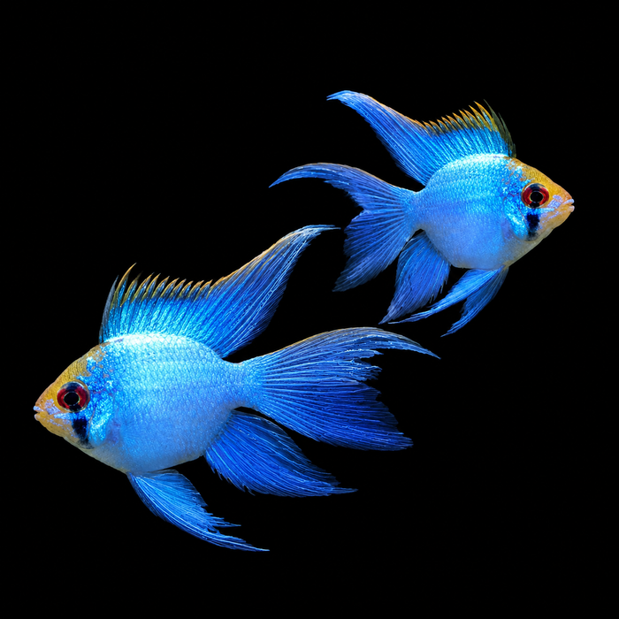 Longfin Electric Blue Balloon Ram