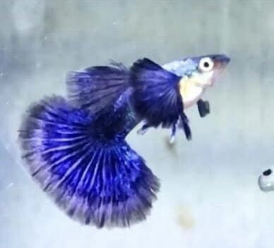 Solid Purple Dumbo Guppy Pair