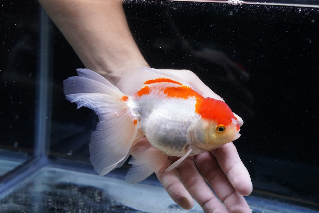 Red/White Oranda 4”-5” #125-16