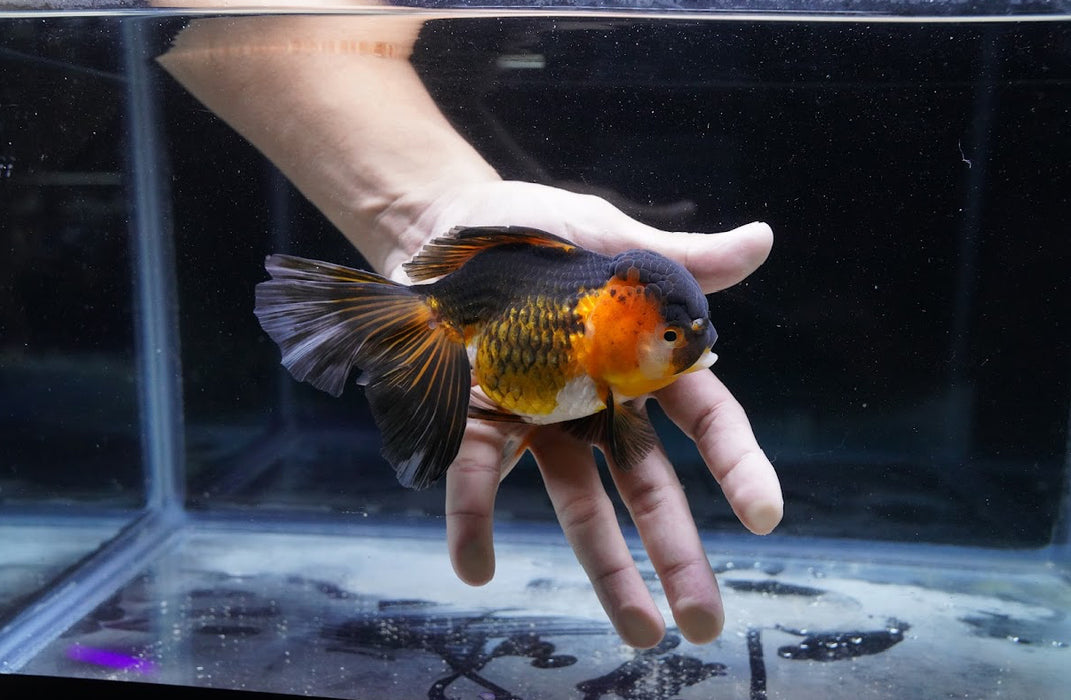 Tricolor Oranda 4”-5” #180-08