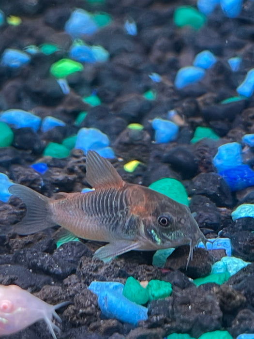 Orange Venezuelan Corydoras