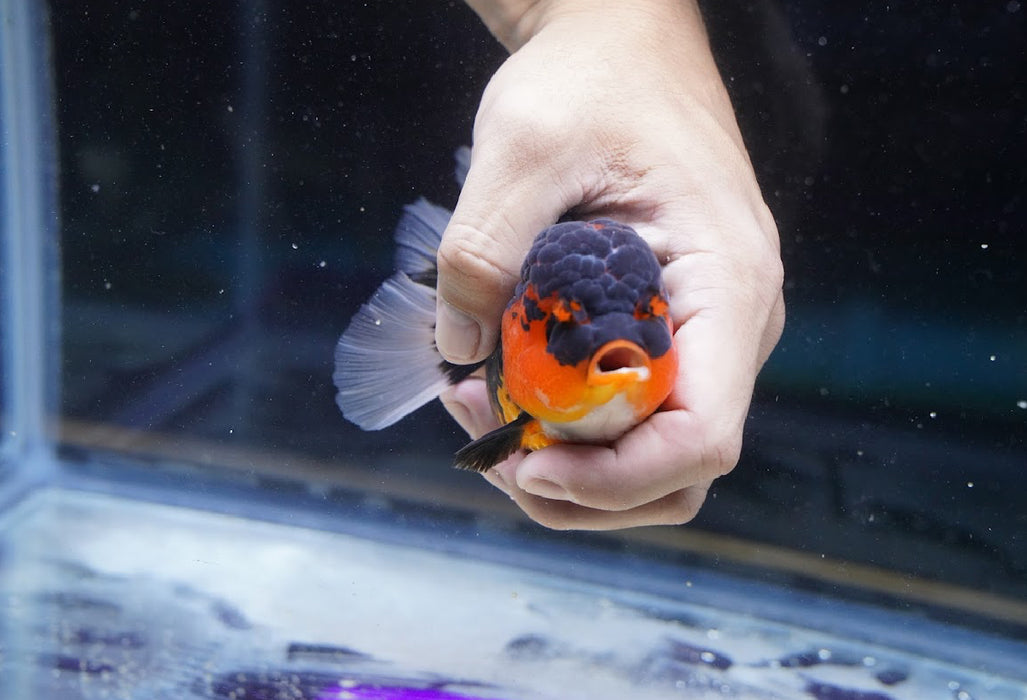 Tricolor Oranda 4”-5” #180-09