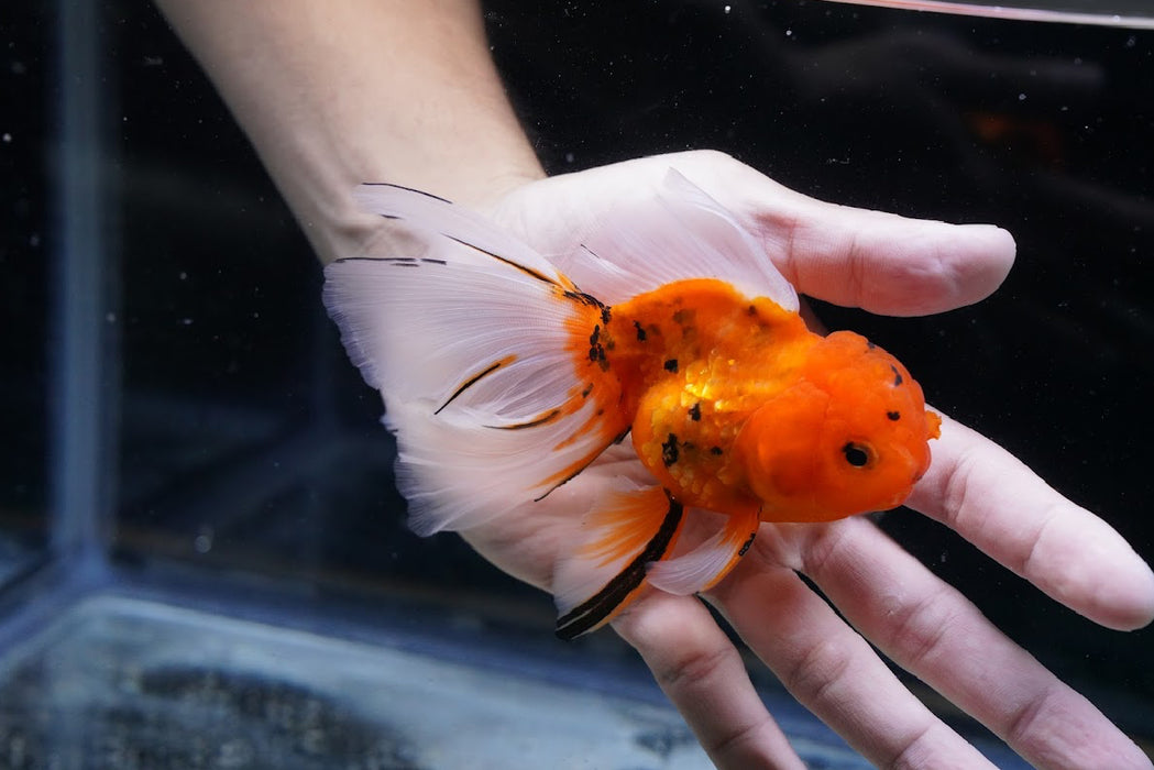 Tiger Oranda 3.5”-4” #43-04