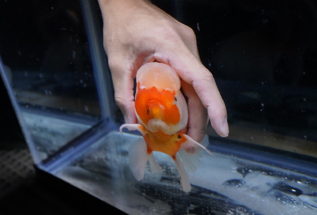 Tricolor Oranda 7” #44-03