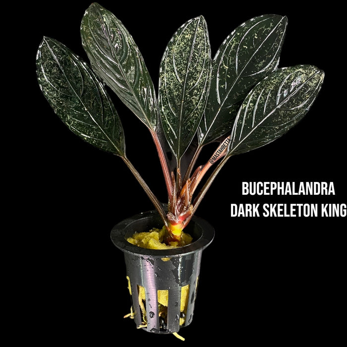 Bucephalandra “Dark Skeleton King”