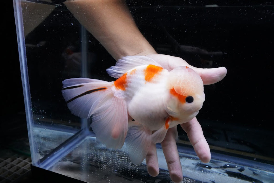 Tricolor Oranda 7” #44-02