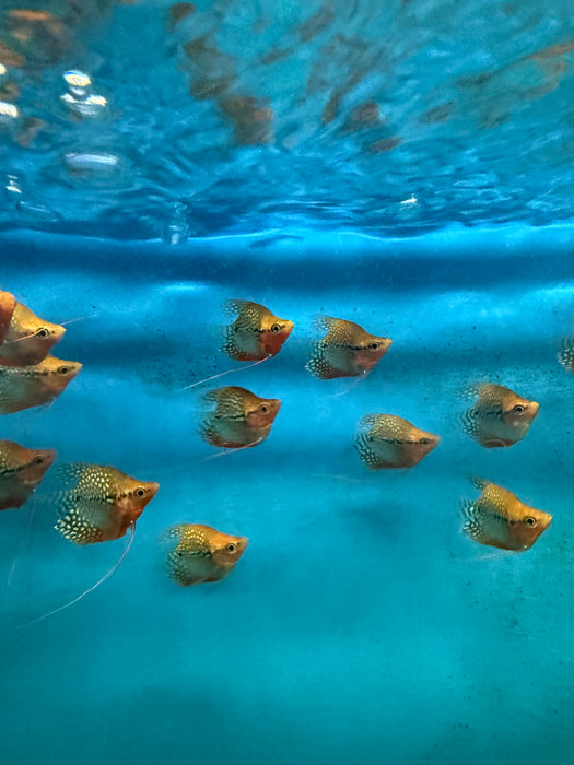 Balloon Pearl Gourami