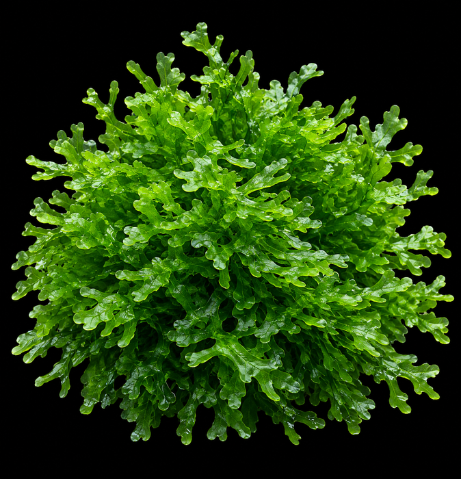 Subwassertang Moss