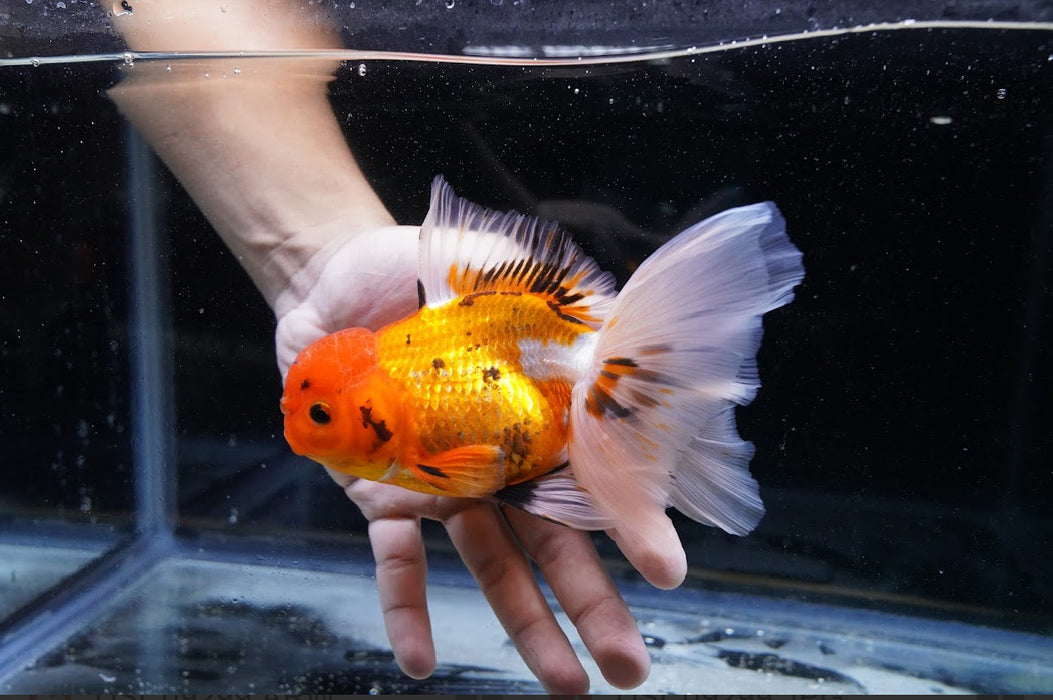 Tricolor Oranda 4”-5” #125-08