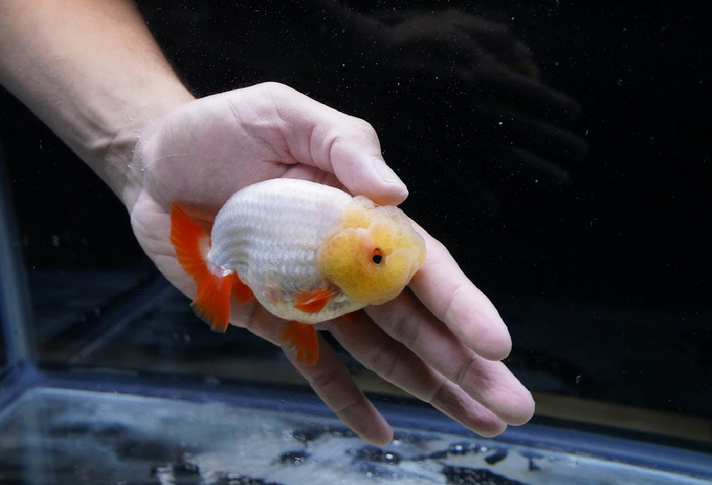Red/White Ranchu 3.5”-4” #46-05