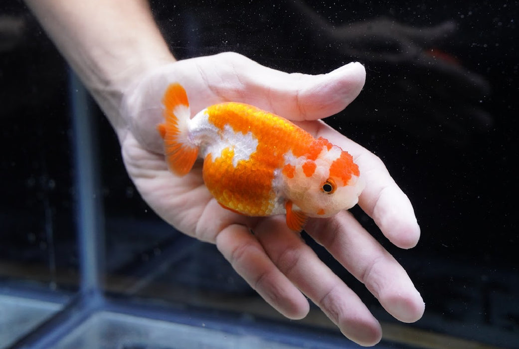 Red/White Ranchu 3.5”-4” #46-07