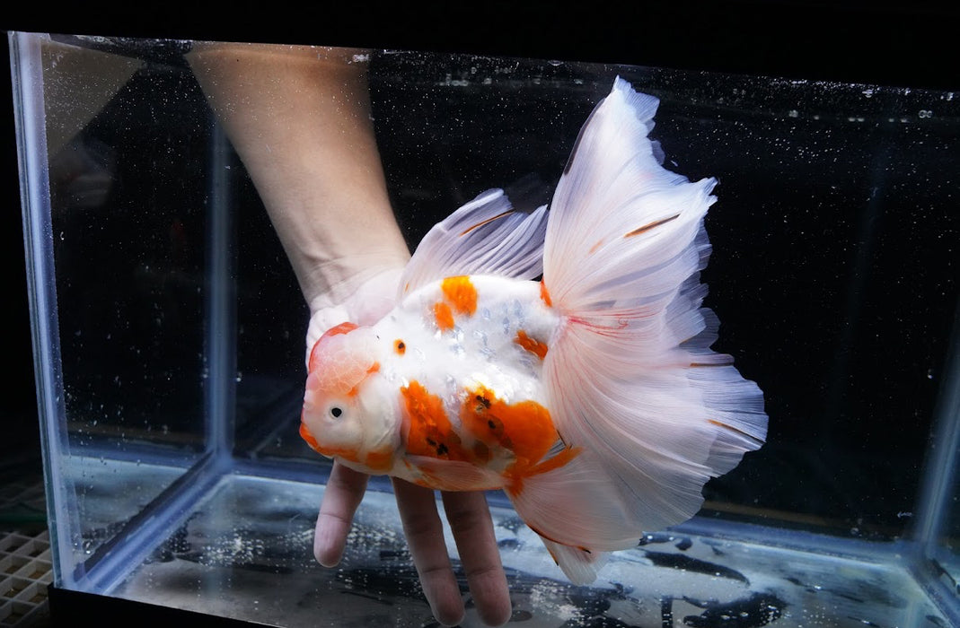 Tricolor Oranda 7” #44-04
