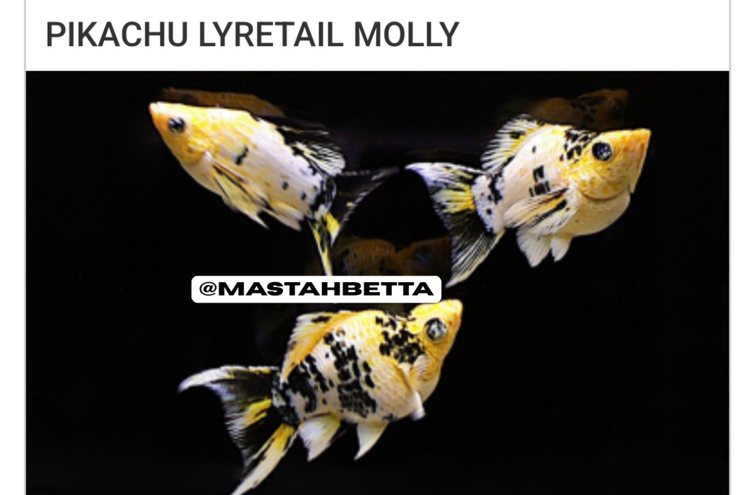 Pikachu Lyretail Balloon Molly