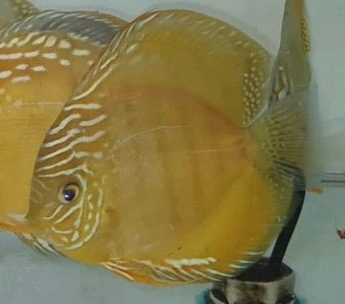 Yellow Brown Discus