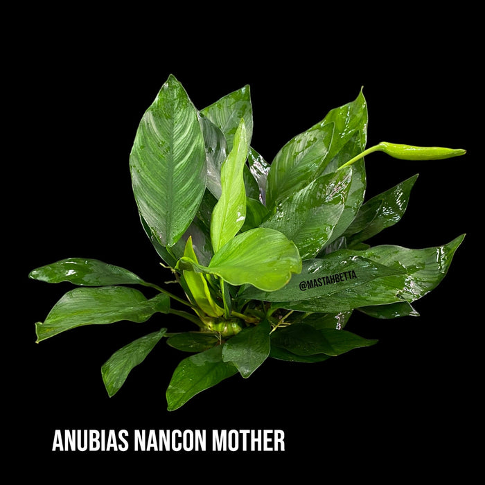 Anubias Nancon Mother Pot