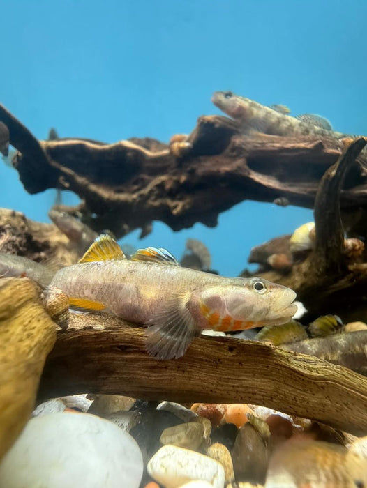 Group of 6x Scarlet Goby