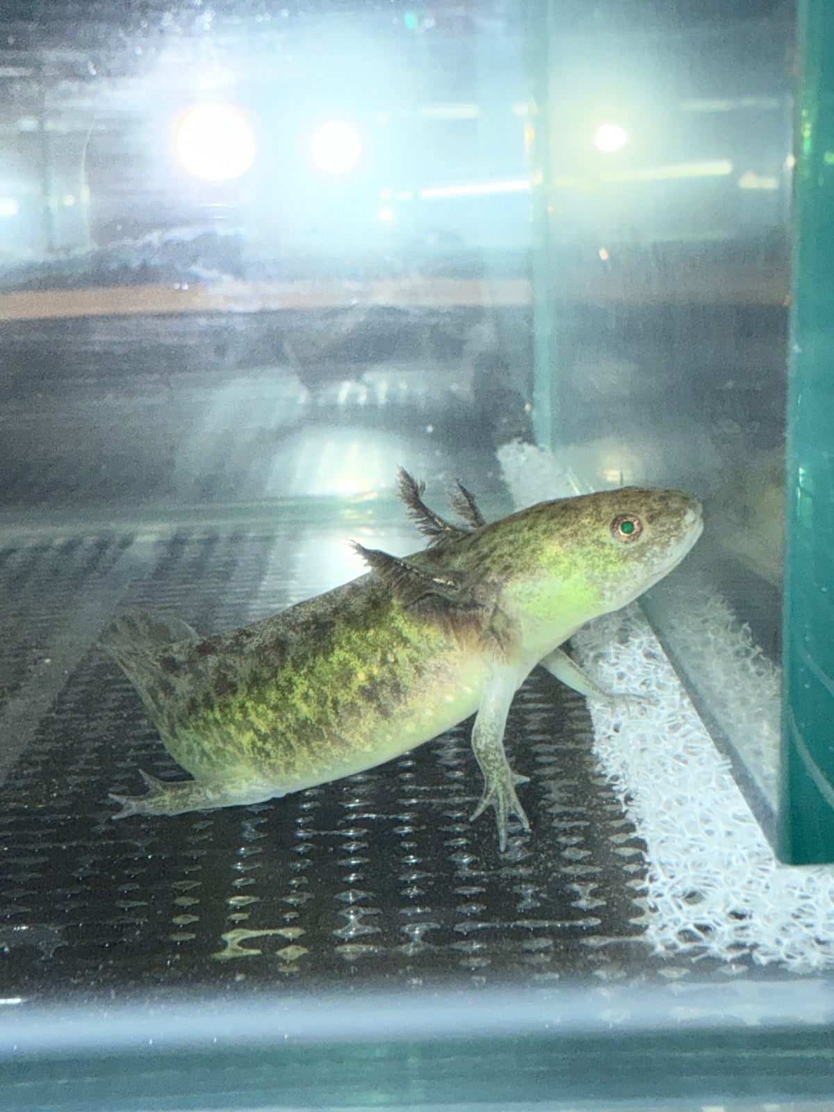GFP Axanthic Axolotl — Mastah Betta