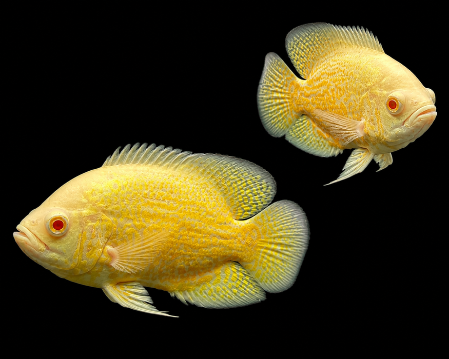 Albino Yellow Oscar