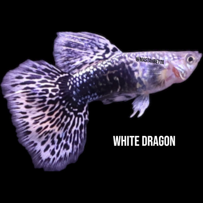 White Dragon Guppy Pair