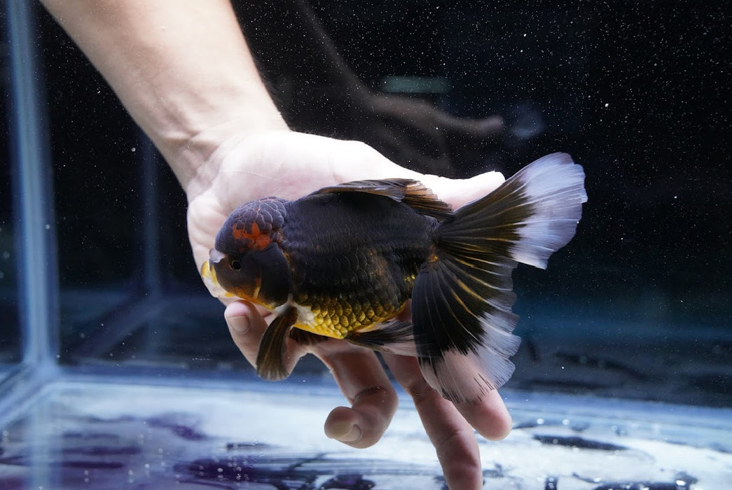 Tricolor Oranda 4”-5” #180-13