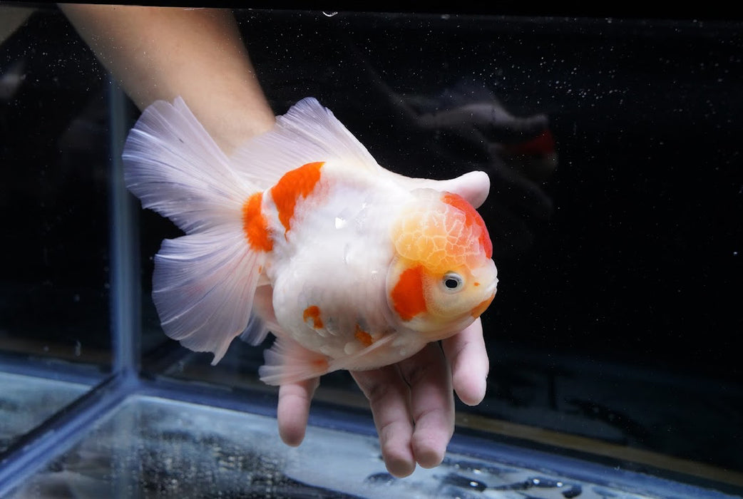Tricolor Oranda 7” #44-01