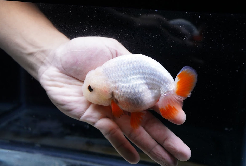 Red/White Ranchu 3.5”-4” #46-08