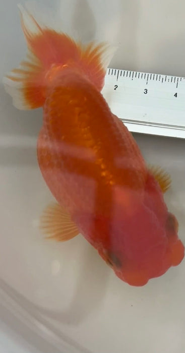 Top View Japanese Ranchu #6