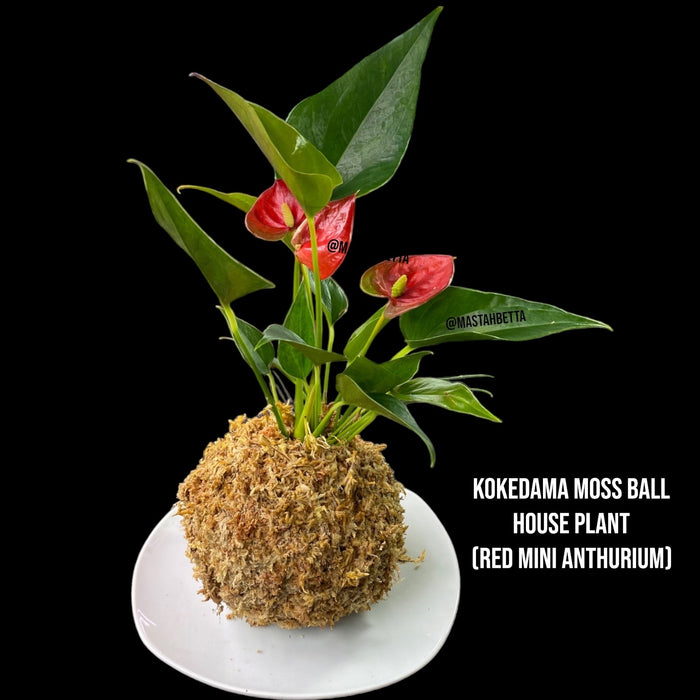 Kokedama Moss Ball House Plant