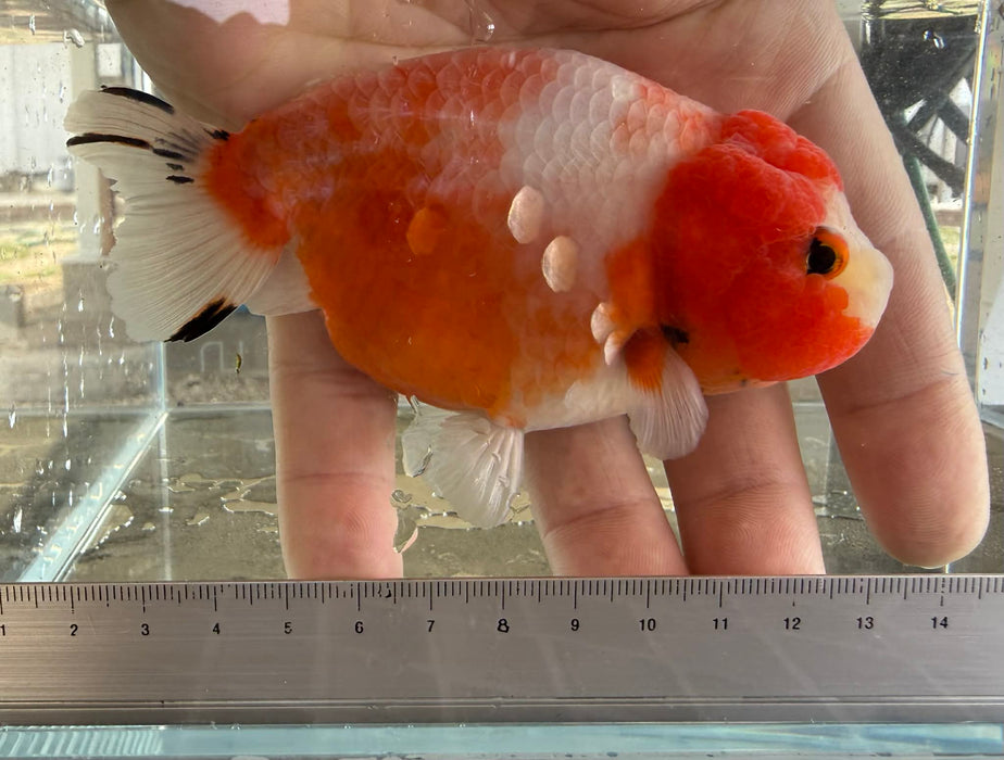 Sakura Ranchu #1