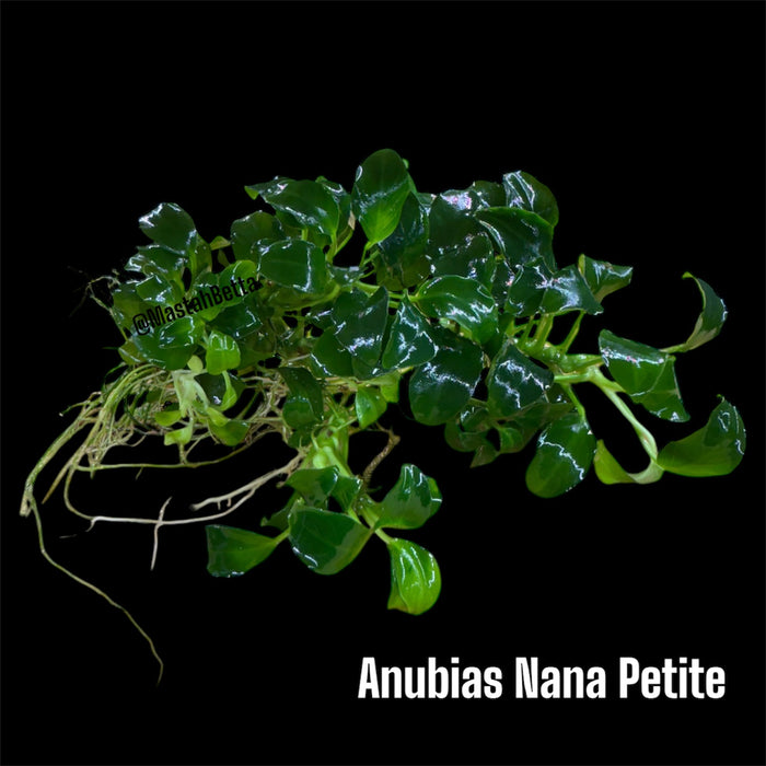 Anubias Nana Petite (Submerged)